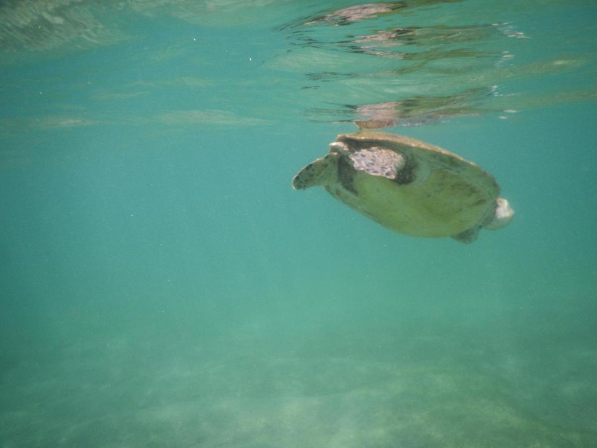 فندق Turtle Bay ميريسا